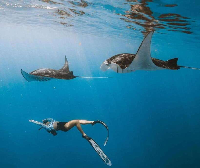 From Bali: Nusa Penida Snorkeling and West Coast Tour - Manta Point: the tour’s biggest gamble and reward