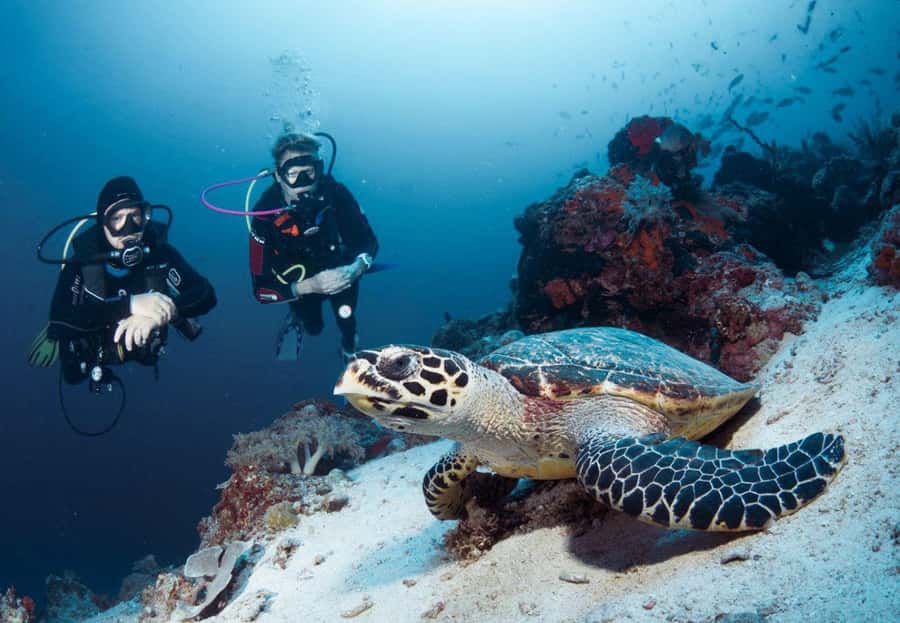 From Bali: Reef Cruise Day Trip to Nusa Lembongan - Timing, weather, and the return to Bali