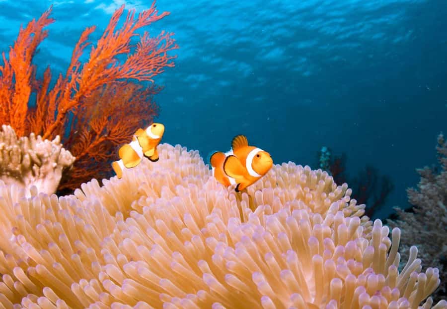 From Bali: Reef Cruise Day Trip to Nusa Lembongan - Optional underwater sessions for beginners and certified participants