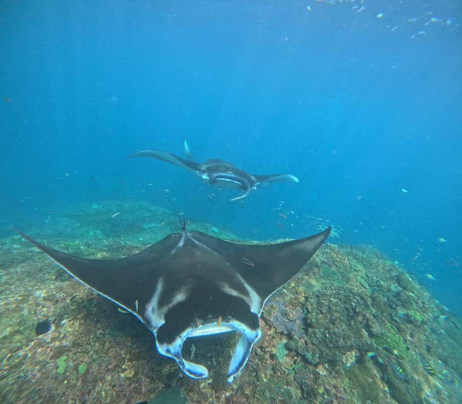 From Bali: Snorkeling 3 Spots To Nusa Penida & Lembongan - Key things to know before booking