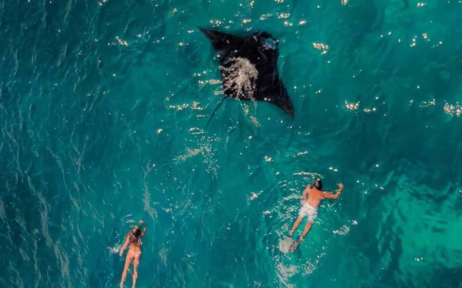 From Bali: Snorkeling 3 Spots To Nusa Penida & Lembongan - Why the manta-ray stop matters