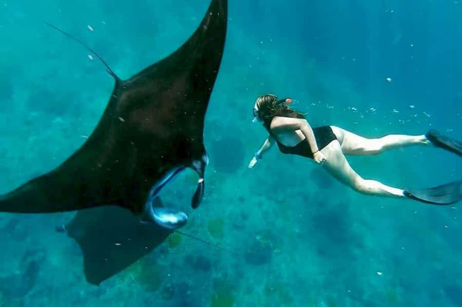 From Bali: Snorkeling 3 Spots To Nusa Penida & Lembongan - Starting in Bali: pickup, port, and the fast boat