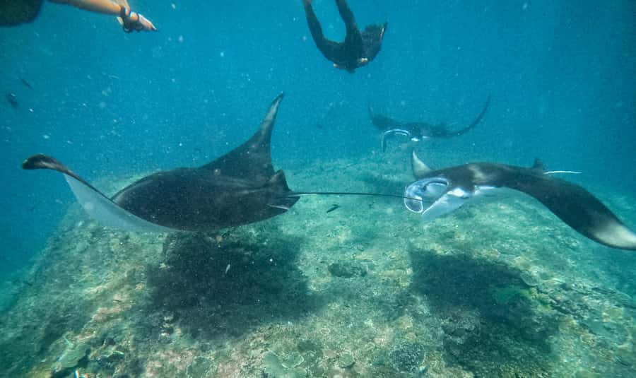 From Bali: Snorkeling at Manta Point Nusa Penida & Land Tour - The real prize is Manta Point