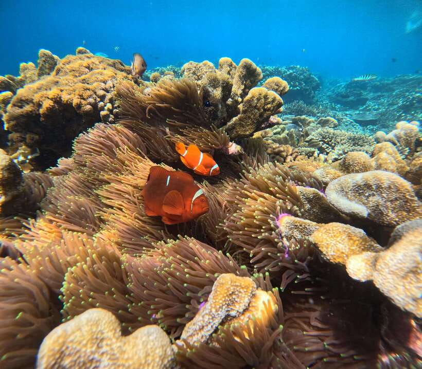 From Bali : Snorkeling & Nusa Penida Island Tour with Lunch - Key points at a glance