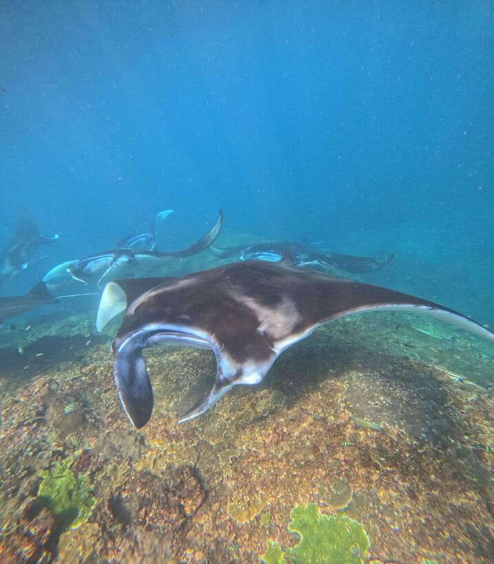 From Bali : Snorkeling & Nusa Penida Island Tour with Lunch - Guides, photographs, and group support