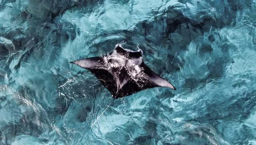 From Ceningan: Snorkeling with Manta Rays at Manta Point - Manta Point, the reason to go