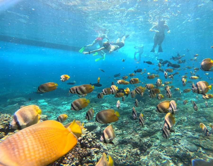 From Ceningan: Snorkeling with Manta Rays at Manta Point - Weather, seasickness, and comfort