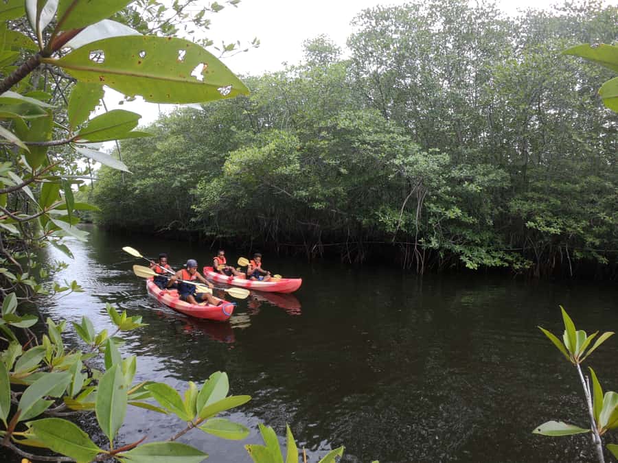From Lembongan: Kayak/Paddleboard/Boat Mangrove Tour - Key points to know before booking