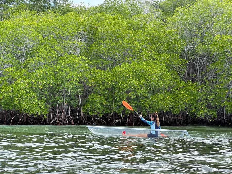 From Lembongan: Kayak/Paddleboard/Boat Mangrove Tour - A gentle way to meet Nusa Lembongan’s mangroves