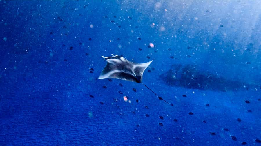 From Lembongan: Manta Point Snorkeling & West Penida Tour - Key points to know before booking