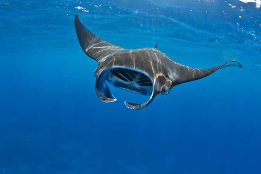 From Lembongan: Manta Point Snorkeling & West Penida Tour - Crossing from Lembongan to Penida