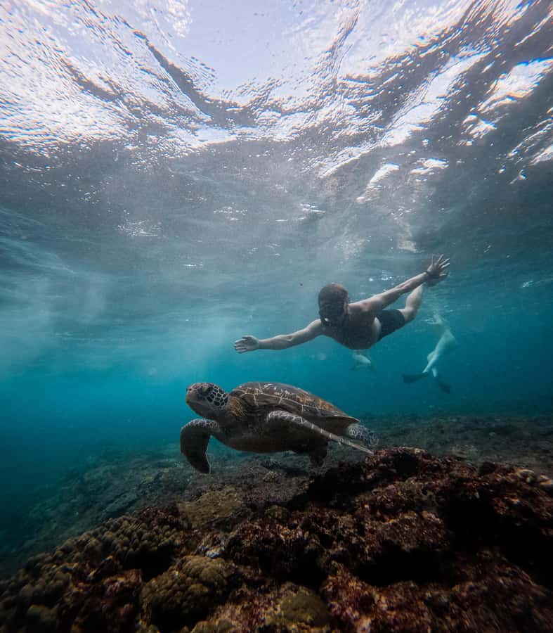 From Lembongan: Manta Point Snorkeling & West Penida Tour - Kelingking Cliff and the famous T-Rex profile