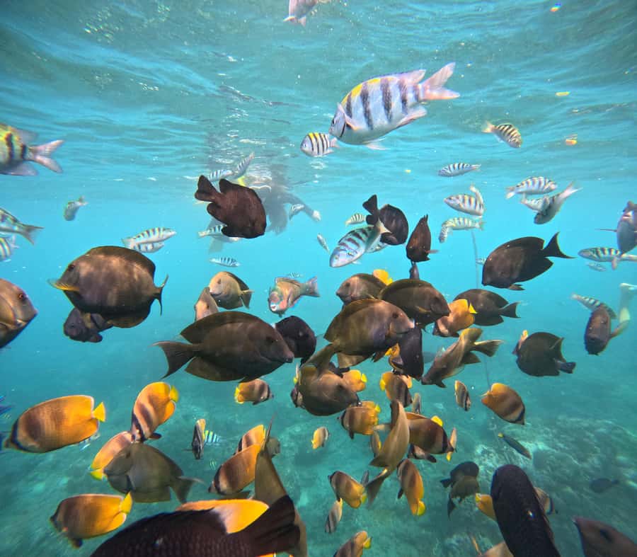 From Lembongan: Nusa Penida Private Snorkeling & West Tour - Key points at a glance