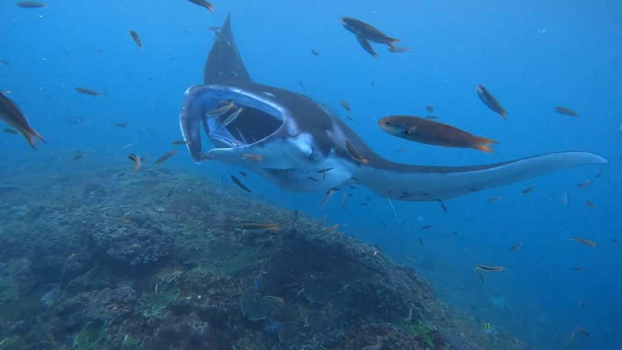 From Lembongan: Nusa Penida Private Snorkeling & West Tour - What the $106 price really covers
