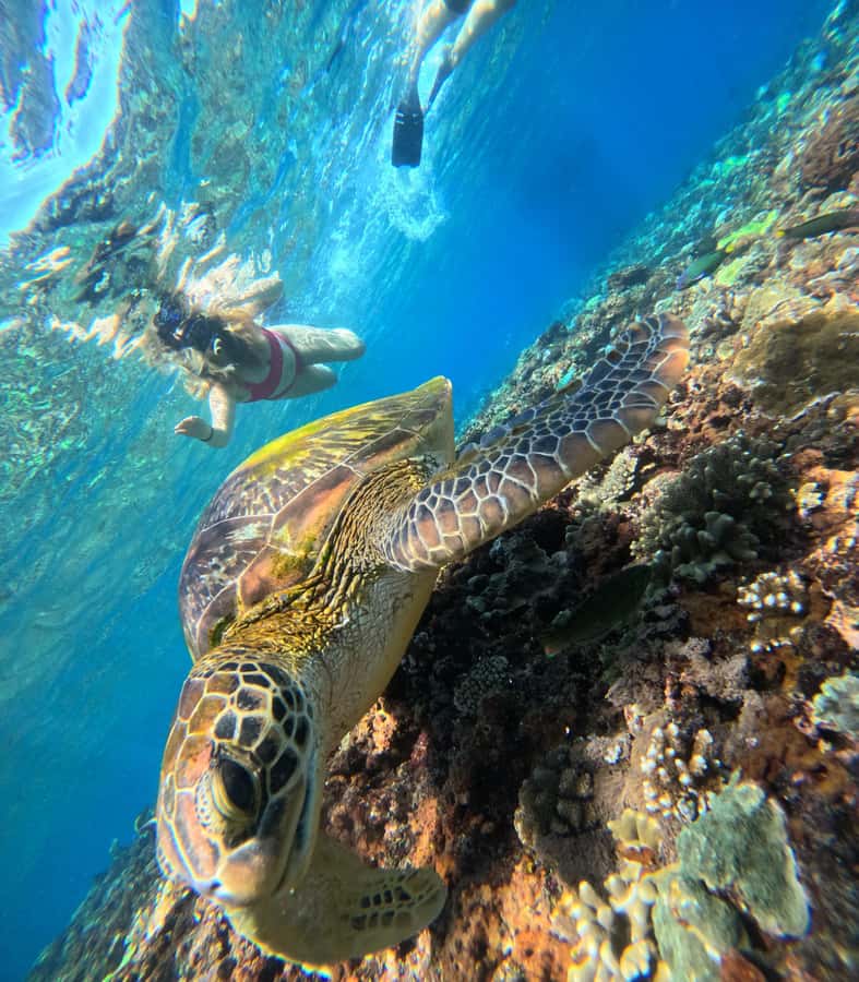 From Lembongan: Nusa Penida Private Snorkeling & West Tour - Pasih Uug, Broken Beach, and Angel’s Billabong