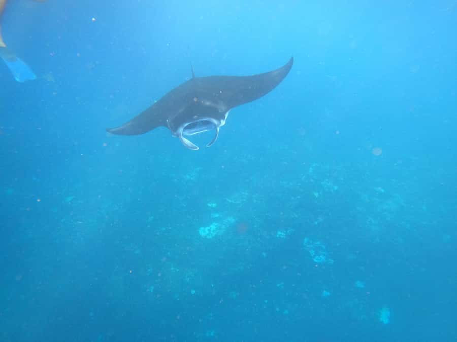 From Lembongan: Nusa Penida Private Snorkeling & West Tour - Timing, fitness, and weather