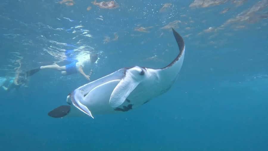From Lembongan: Snorkeling 3 Spots, Mangrove and Land Tour - Gamat Bay is the quietest stop