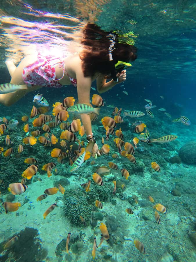 From Lembongan: Snorkeling 3 Spots, Mangrove and Land Tour - Pickup, timing, and small practical details