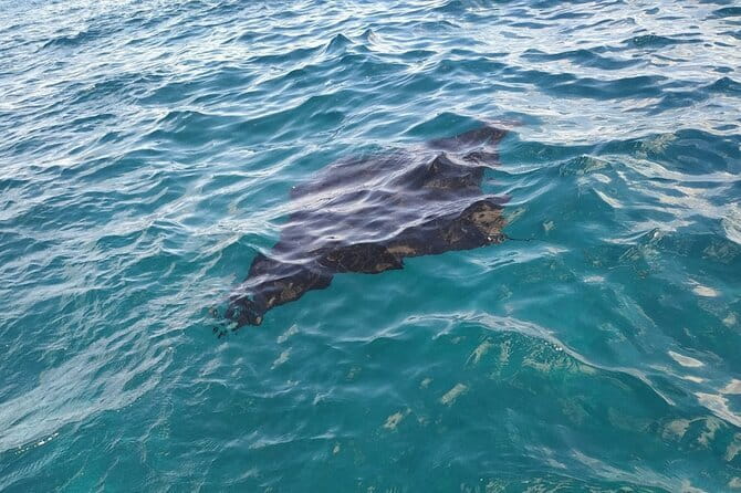 From Nusa Lembongan Manta Snorkeling Trips with Pickup Included - Gamat Bay adds a chance for turtles