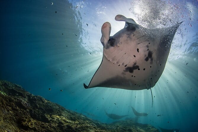 From Nusa Lembongan Manta Snorkeling Trips with Pickup Included - Sea conditions decide the final route