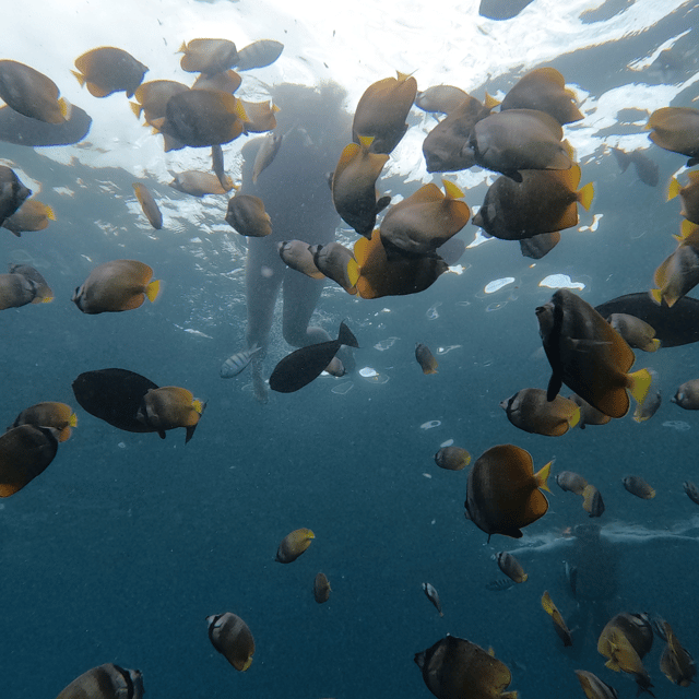 From Sanur : Snorkeling and Land Excursion at Nusa Penida - Small-group comfort, with an important question