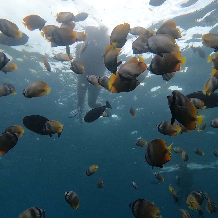 From Sanur : Snorkeling and Land Excursion at Nusa Penida - Angel’s Billabong after lunch