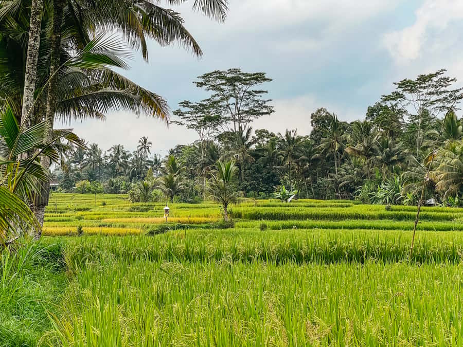 From Ubud: Downhill Bike Tour with Rice Terraces and Meal - Practical tips before you go