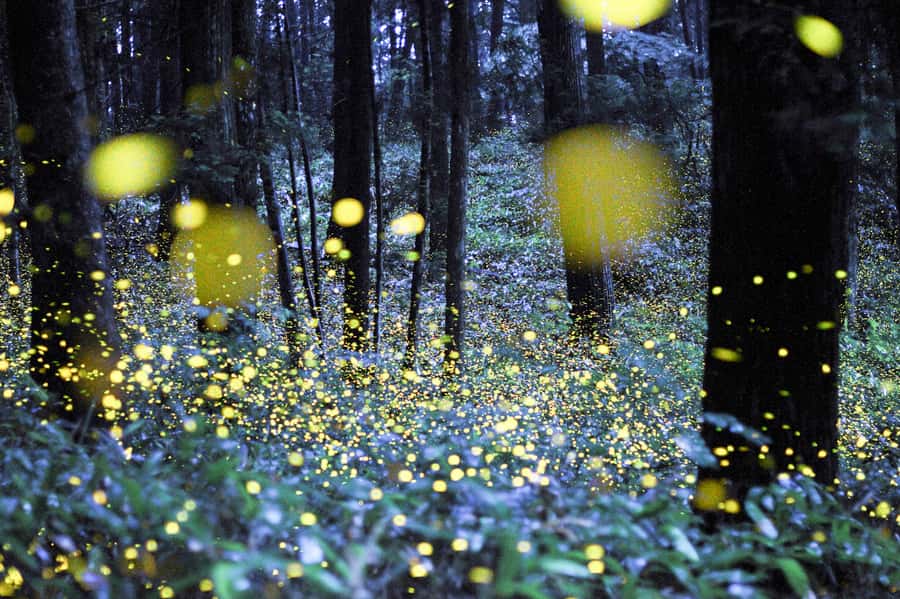 From Ubud: Evening Firefly Tour in Taro Village - Key points to know before booking