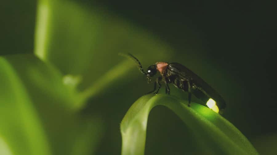 From Ubud: Evening Firefly Tour in Taro Village - Final call: should you book it?
