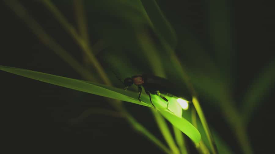 From Ubud: Evening Firefly Tour in Taro Village - Why the fireflies are only part of the story