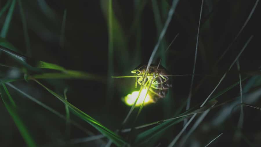 From Ubud: Evening Firefly Tour in Taro Village - Taman Dukuh Agroforestry: plants, farming, and dinner