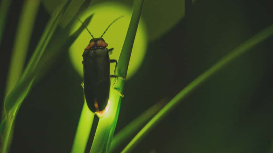 From Ubud: Evening Firefly Tour in Taro Village - Inside a Balinese family compound