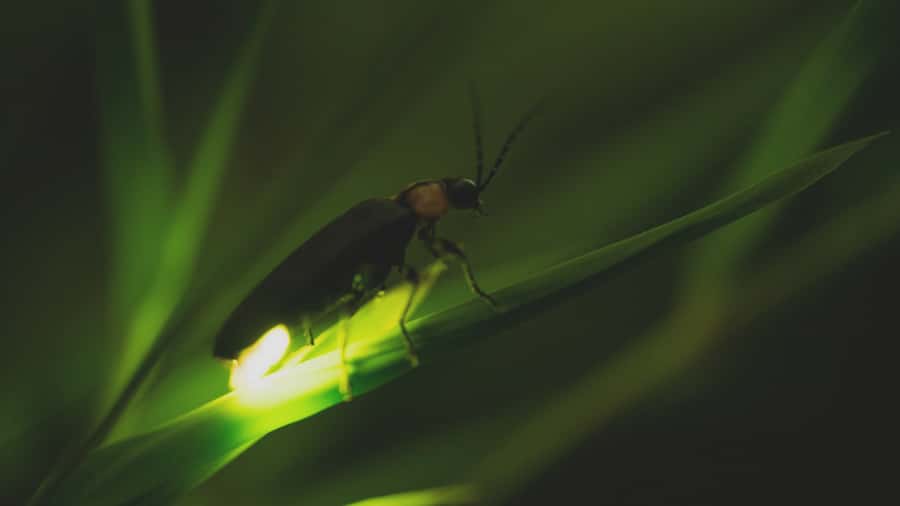 From Ubud: Evening Firefly Tour in Taro Village - Walking the Subak irrigation route after dark