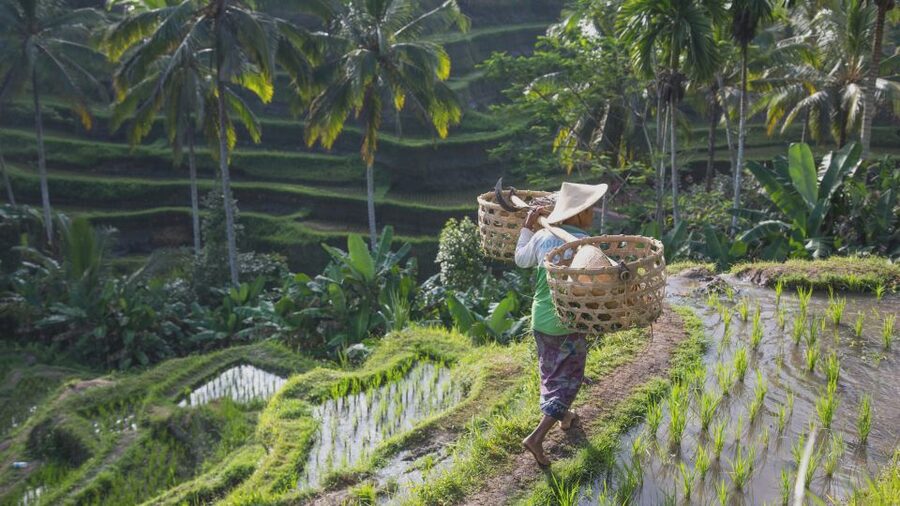 From Ubud: Evening Firefly Tour in Taro Village - How much is four hours and $29 worth?