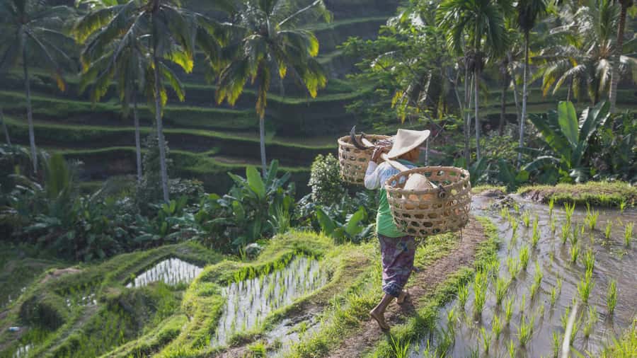 From Ubud: Evening Firefly Tour in Taro Village - Who will enjoy this evening most?
