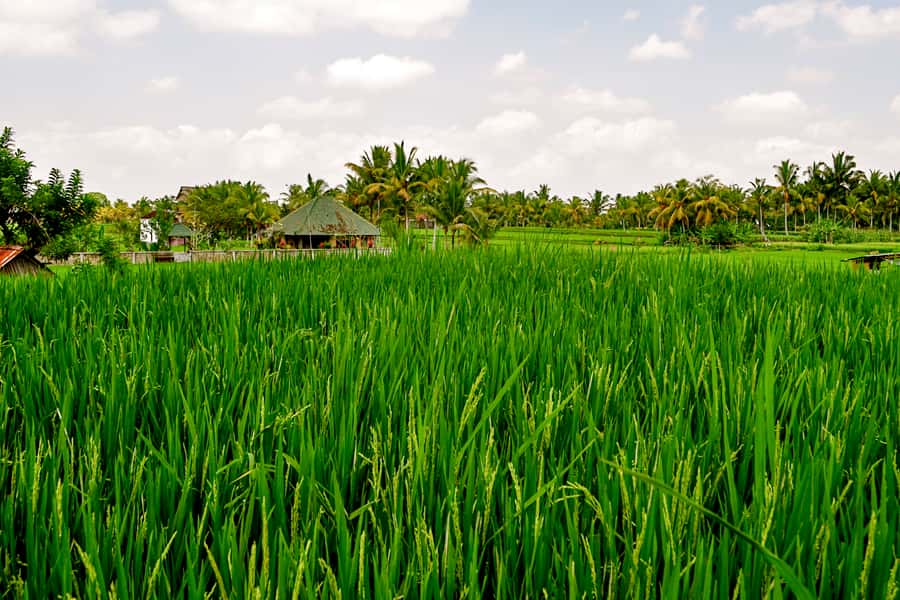 From Ubud: Evening Firefly Tour in Taro Village - Guides, group atmosphere, and practical expectations