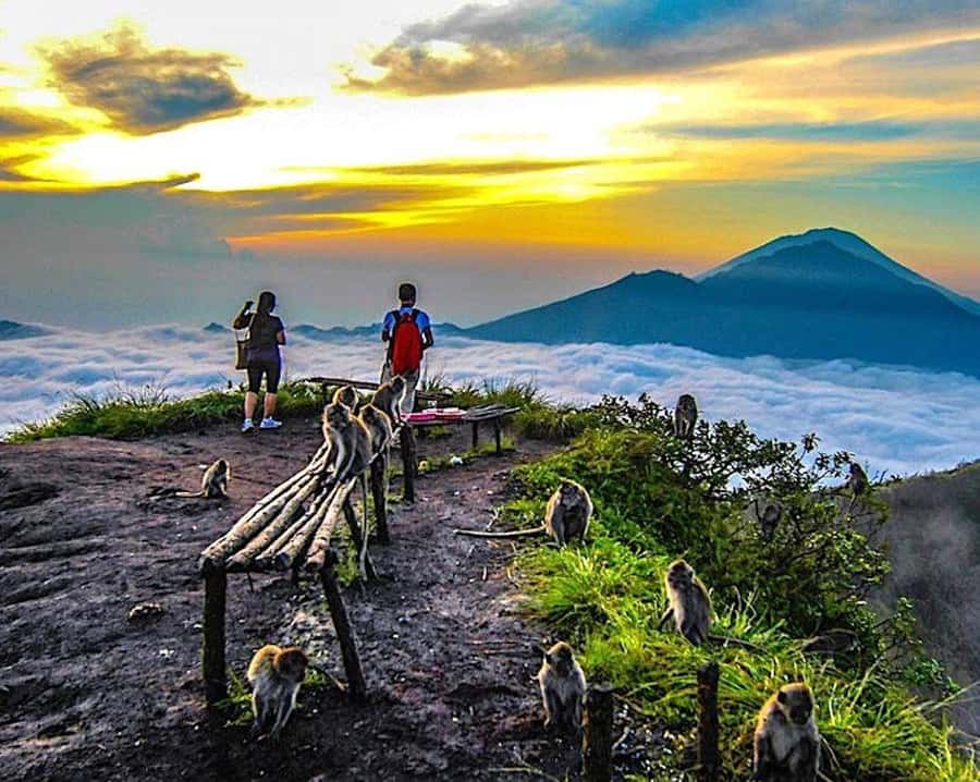 From Ubud: Mount Batur Hiking - The coffee plantation stop