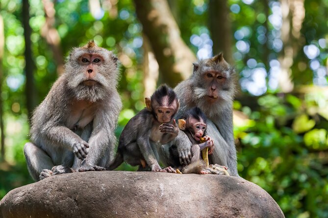 Full Day Best of Ubud Private Tour - A full day built around Ubud’s best-known sights