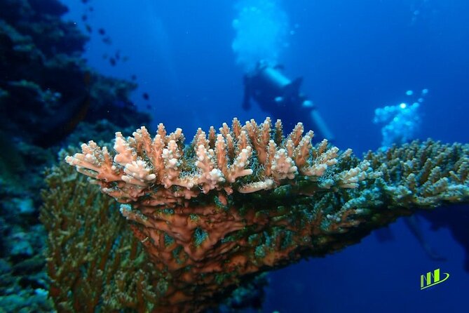 Full-Day Scuba Diving Experience of USAT Liberty in Tulamben - First session: the coral-covered USAT Liberty wreck
