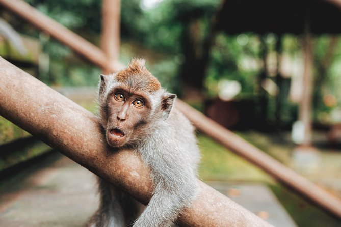 Full day Tour to Best of Ubud with jungle swing - Sacred Monkey Forest, temples among the trees
