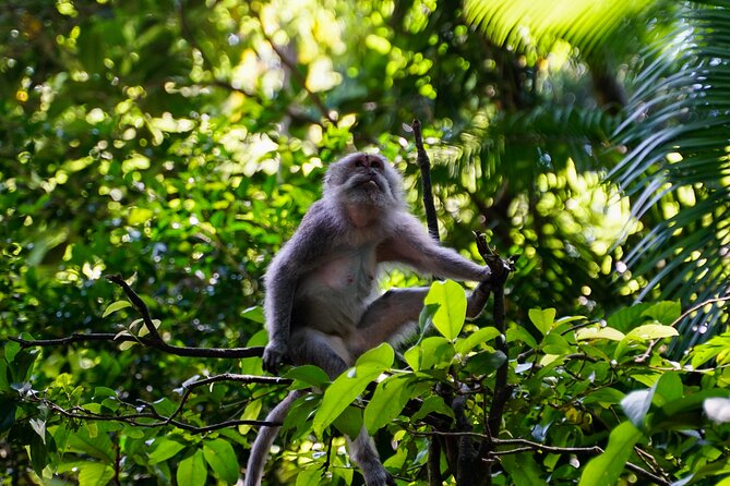 Full Day – Ubud Art Village and Mount Batur Kintamani with Lunch - Ubud Monkey Forest is lively, beautiful, and not risk-free