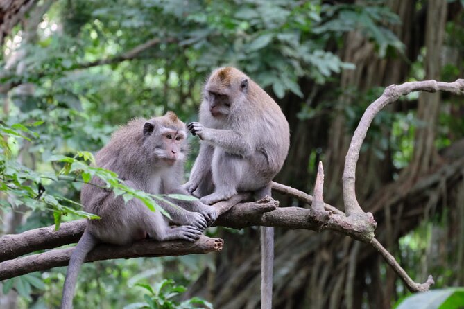 Goa Gajah / Elephant Cave Temple And Ubud Tour - All Inclusive - Your driver-guide and the private vehicle