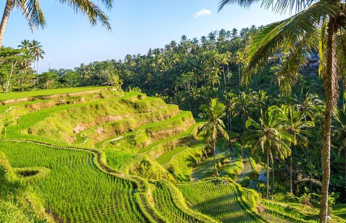 Half Day Bali Tour - Three Ubud sights in one short morning