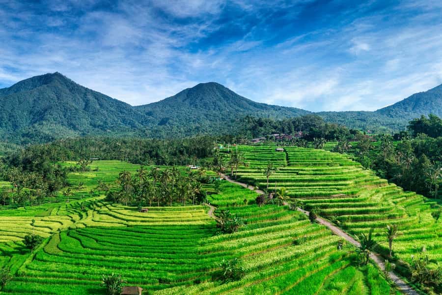 Jatiluwih (UNESCO Site) 2-Hour E-Bike Cycling Tour - Key points to know before booking