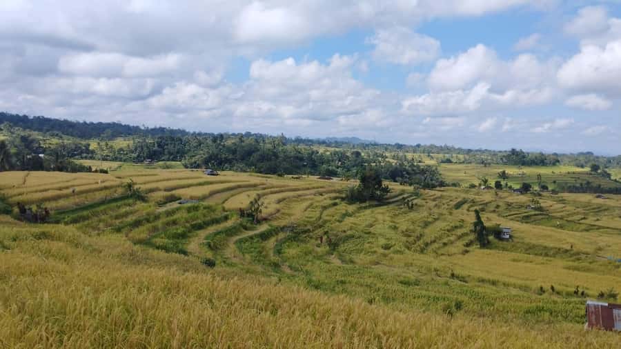 Jatiluwih (UNESCO Site) 2-Hour E-Bike Cycling Tour - Lunch after the ride