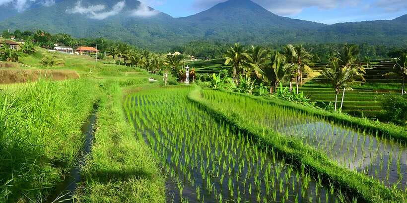 Jatiluwih VW Safari Bali Tour - Ulun Danu Beratan and lunch by the water