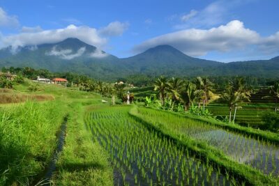 Jatiluwih VW Safari Bali Tour – Volkswagen Classic Car Trip