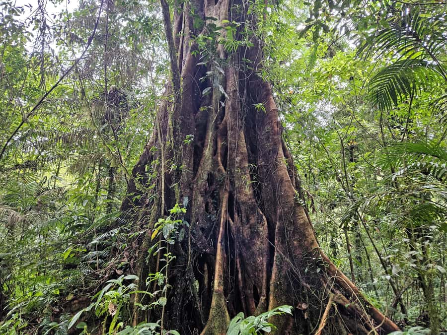 Jungle Trekking at Mt. Batukaru, scenic Waterfall & village - Coffee beside a forest temple