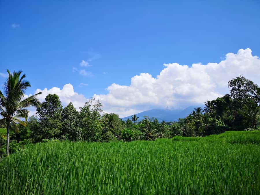 Jungle Trekking at Mt. Batukaru, scenic Waterfall & village - Balikaru brings the day down to village speed
