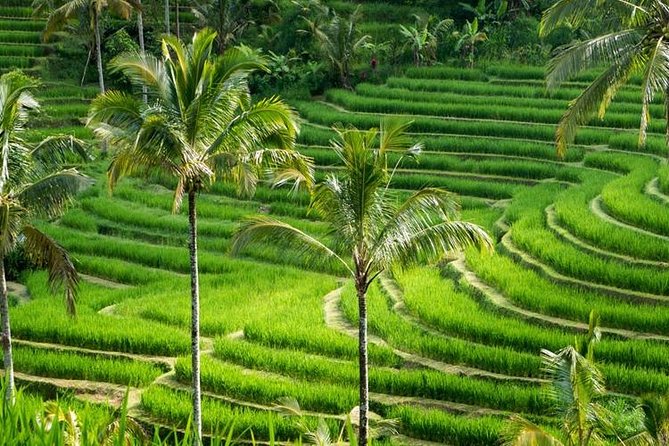 Kintamani Tours with Batur volcano - A volcano day that also explains Bali